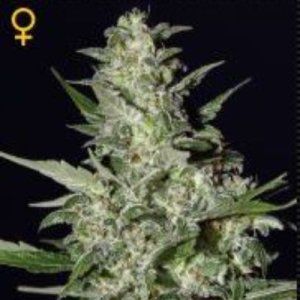 (imagen para) Super Critical Auto female