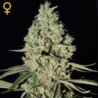 (image pour) Super Critical female