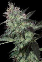 Super Diesel 5 fem