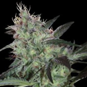 (imagen para) Super Diesel 5 fem