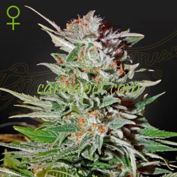 Super Lemon Haze Auto female - zum Schließen ins Bild klicken