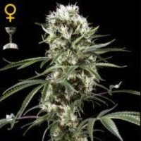 (imagen para) Super Lemon Haze female