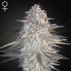 Ein allgemeines Bild