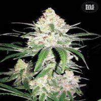 (image pour) Special Lime Haze female