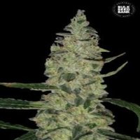 (image pour) Super Skunk aka Special Skunk female