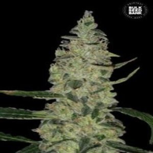 (image for) Super Skunk aka Special Skunk female