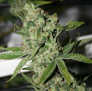 Super Silver Sour Diesel Haze aka SSSDH