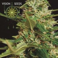 (Bild für) Super Skunk Auto fem
