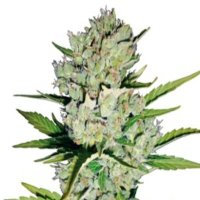 (imagen para) Super Skunk Automatic fem