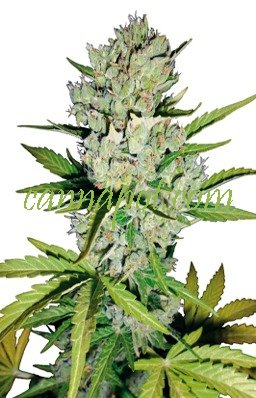 Super Skunk Automatic fem - zum Schließen ins Bild klicken