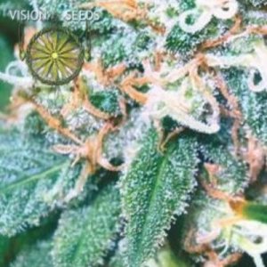(image pour) Super Skunk fem
