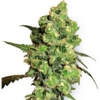 (imagen para) Super Skunk