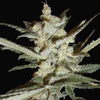 Supersonic Cristal Storm Auto fem