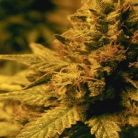 (Bild für) Swazi Gold