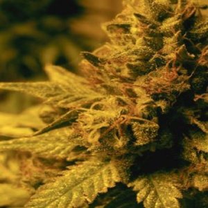 (Bild für) Swazi Gold