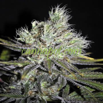 Sweet n Sour Widow 5 reg - zum Schließen ins Bild klicken