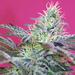 Ein allgemeines Bild