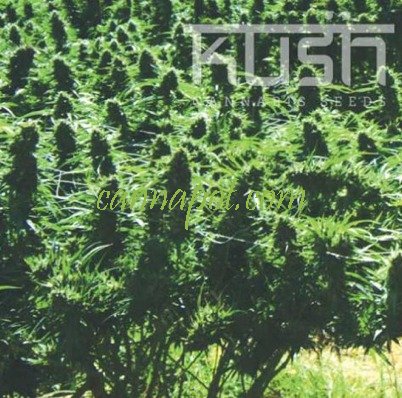 Sweet Kush - zum Schließen ins Bild klicken