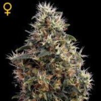 (imagen para) Sweet Mango Auto female