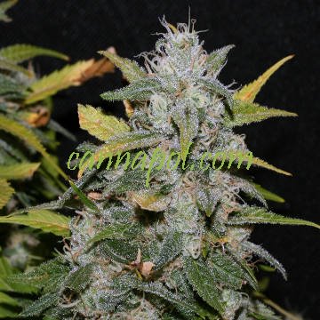 Sweet Pink Grapefruit fem - zum Schließen ins Bild klicken