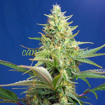 Sweet Pure Auto CBD fem - zum Schließen ins Bild klicken