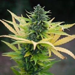 Ein allgemeines Bild