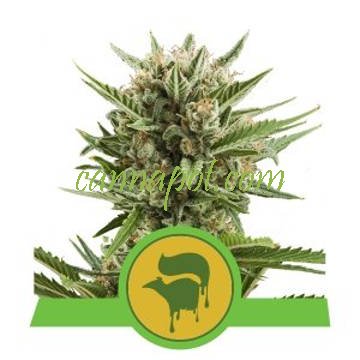 Sweet Skunk Auto feminized - zum Schließen ins Bild klicken