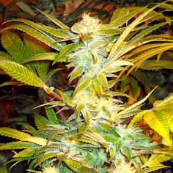 Ein allgemeines Bild