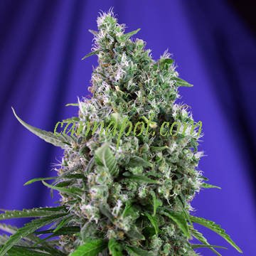 Sweet Trainwreck Auto fem - zum Schließen ins Bild klicken