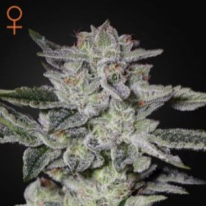 (imagen para) Sweet Valley Kush female