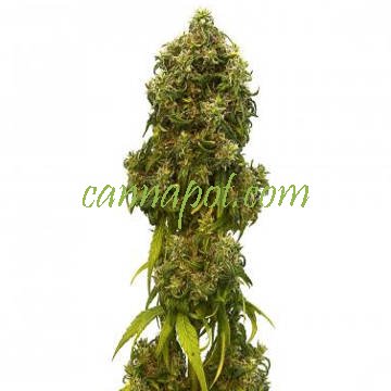 Swiss Dream Auto CBD female - zum Schließen ins Bild klicken