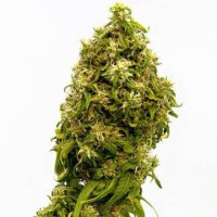 Swiss Dream CBD female