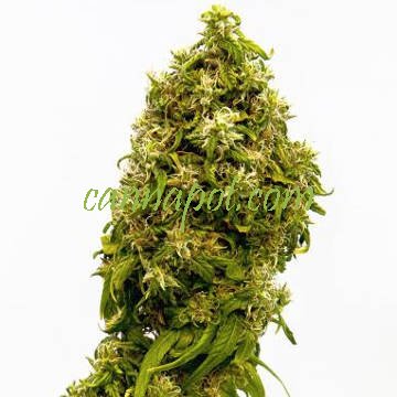 Swiss Dream CBD female - zum Schließen ins Bild klicken