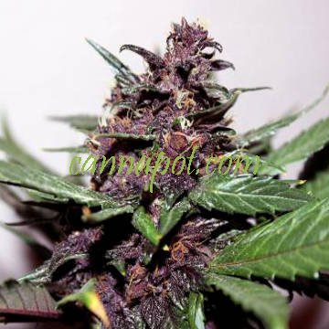 Swiss Dream Rose Auto CBD female - zum Schließen ins Bild klicken