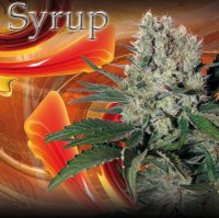 Syrup Auto fem