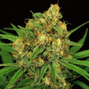(image pour) Tangerine Kush