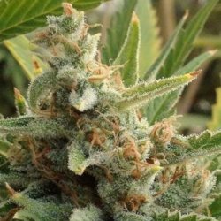 Ein allgemeines Bild