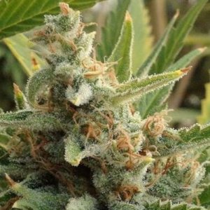 (image pour) Tangerine Kush