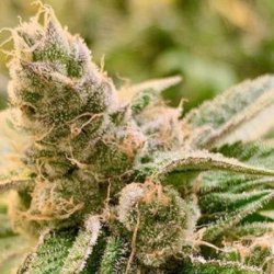 Ein allgemeines Bild