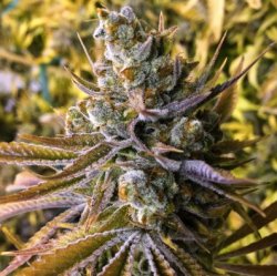 Ein allgemeines Bild