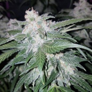Tangie' Matic fem