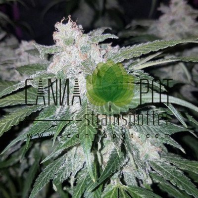Tangie' Matic fem - zum Schließen ins Bild klicken