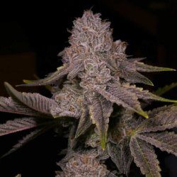 Ein allgemeines Bild