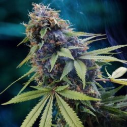 Ein allgemeines Bild