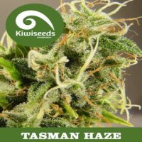 Tasman Haze