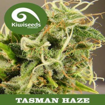 Tasman Haze - zum Schließen ins Bild klicken
