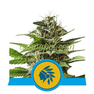 Tatanka Pure CBD feminized - zum Schließen ins Bild klicken