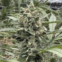 (image for) Thai Cookies Auto female