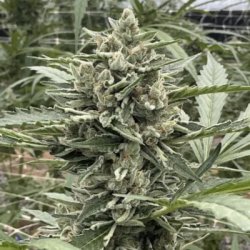 Ein allgemeines Bild