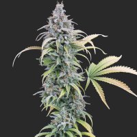 Thai Herer 99 female